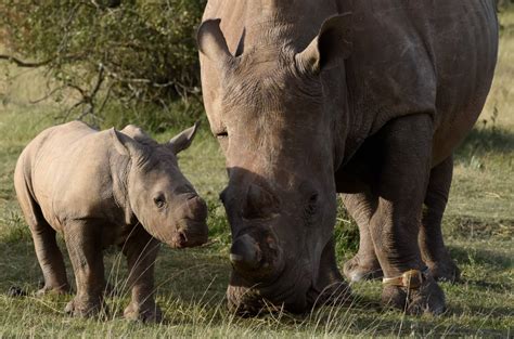 The importance of rhino conservation - Hotels, eco-lodges and waterways