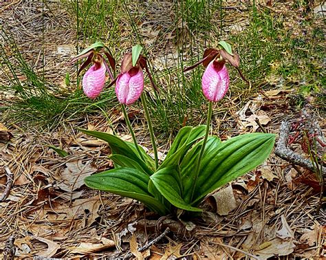 Beautiful Lady Slipper Wildflowers Are Blooming On Cape Cod. | Cape Cod ...