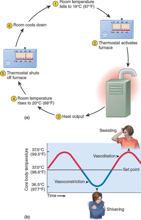 This image shows two examples of negative feedback loops. When a body senses a change, it ...