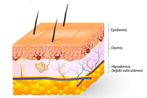 ¿Qué es el tejido subcutáneo? - Curiosoando