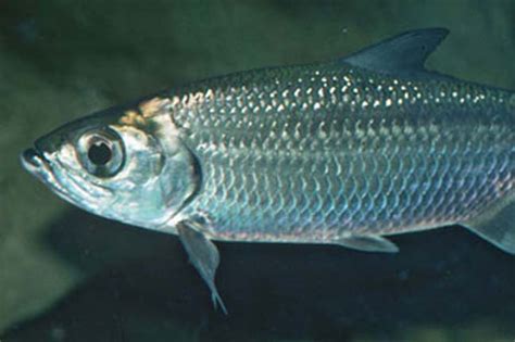 Megalops cyprinoides- Tarpon - ileya | FRESHWATER FISHES OF SRI LANKA