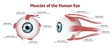 Ciliary Muscle: Over 89 Royalty-Free Licensable Stock Vectors & Vector Art | Shutterstock