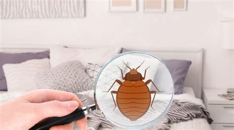 Know About The Effective Bed Bug Control Methods – MDK SERVICES