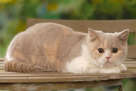 British shorthair kitten, adorable | Britisch kurzhaar, Britische kurzhaarkatze, Niedliche kätzchen