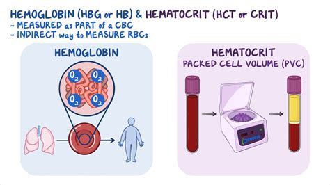 Hematocrit Hemoglobin: Normal Range For CBC Panel, 53% OFF