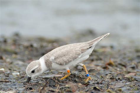 Indiana Dunes Birding Festival Brings Great Lakes Birders Together ...