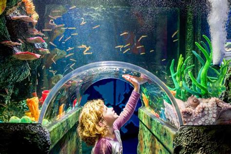 SEA LIFE Sydney Aquarium: tickets de entrada al acuario | GetYourGuide