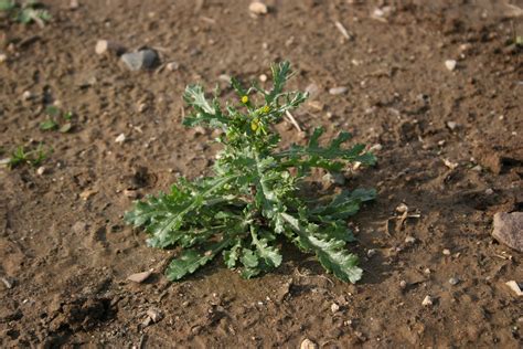 Common groundsel – Senecio vulgaris - Plant & Pest Diagnostics