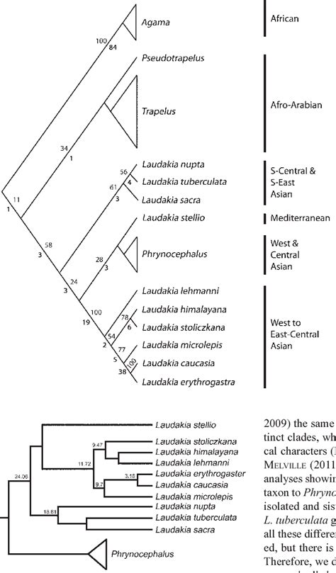 Figure 1 from A morphology-based taxonomic revision of Laudakia GRAY, 1845 (Squamata: Agamidae ...