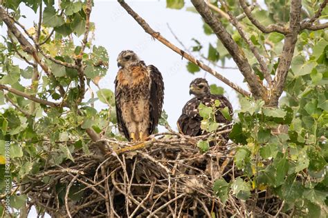 Young Red-Tailed Hawks in Nest Stock Photo | Adobe Stock