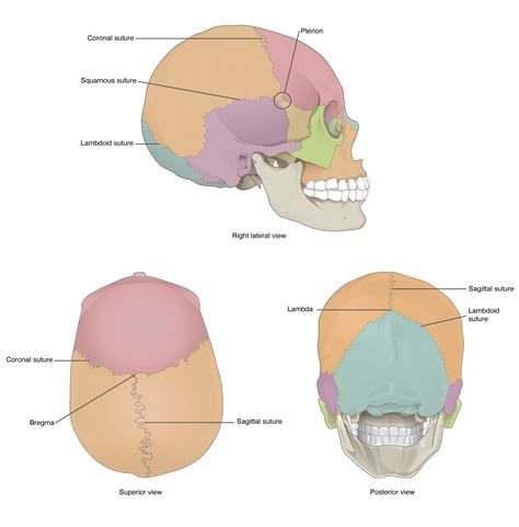 Skull Anatomy Cranial Bone And Suture Labeled Diagram,, 59% OFF