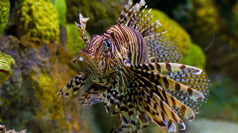 lionfish, Fish Wallpapers HD / Desktop and Mobile Backgrounds