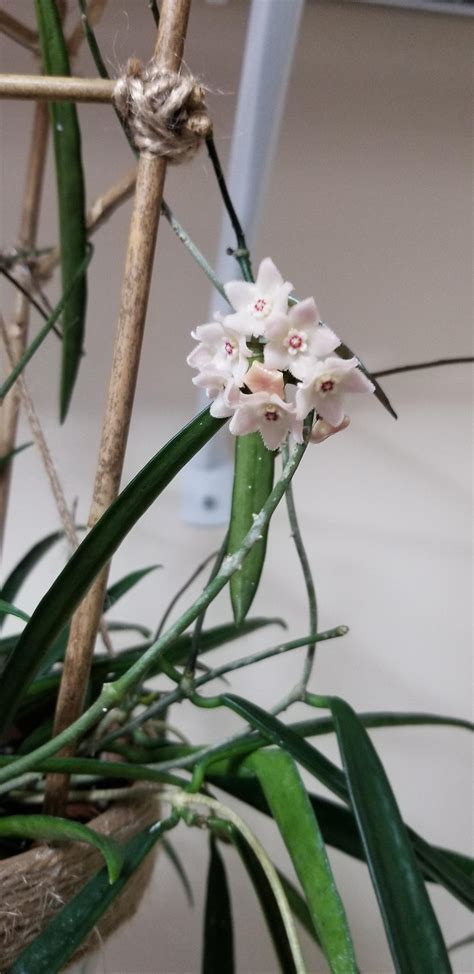 My very first Hoya bloom! Still love them all for the leaves but this ...