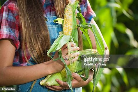 762 Corn Picker Stock Photos, High-Res Pictures, and Images - Getty Images