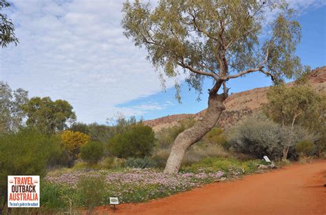 Alice Springs Desert Park