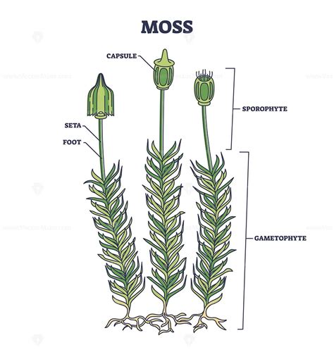 Moss biological anatomy with plant structure and parts outline diagram ...