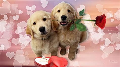 Puppys Love HD desktop wallpaper : Widescreen : High Definition : Fullscreen