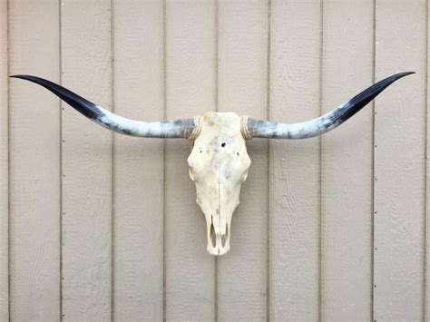 Texas Longhorn Skulls #260 – Texas Mounted Longhorns