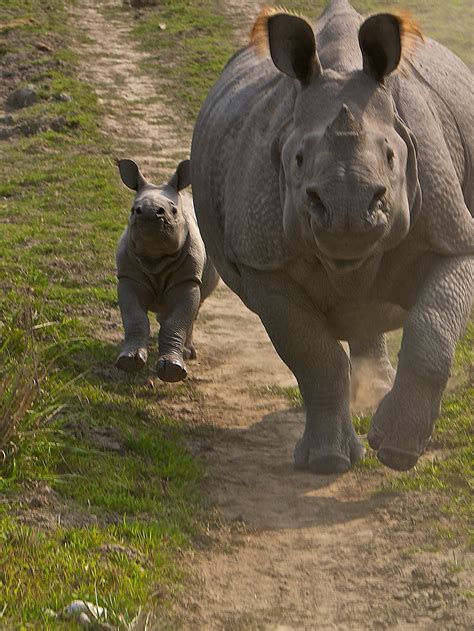 Javan Rhinoceros Baby