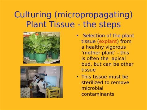 Презентация plant tissue culture and applications