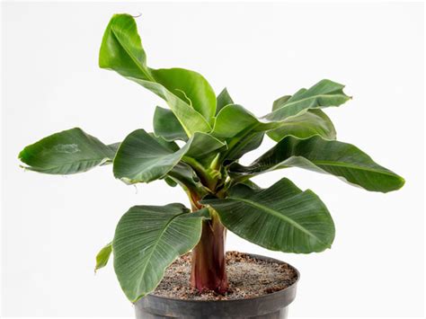 How to Care for Banana Plant Indoor? - Plant Index