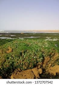 92 Laayoune plage Images, Stock Photos & Vectors | Shutterstock