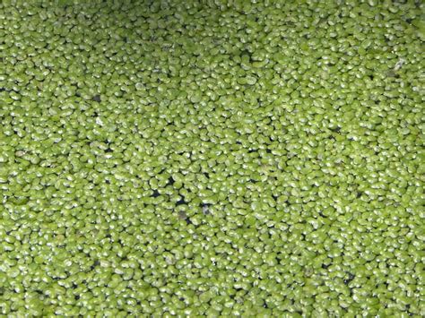 Toronto Wildlife - More Common Duckweed