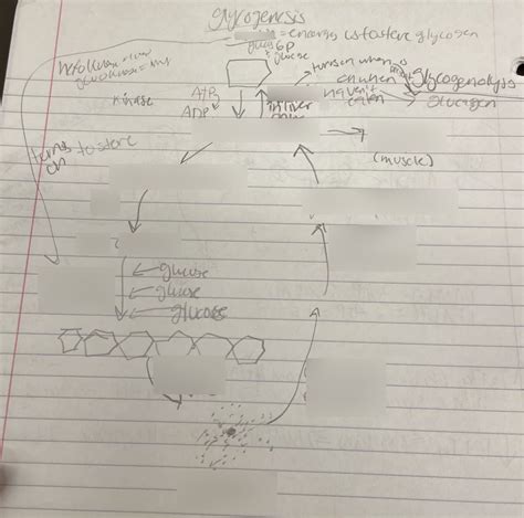 Glycogenesis Diagram | Quizlet