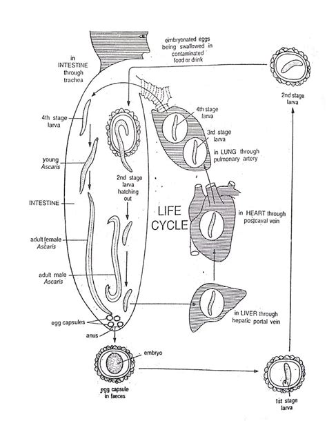 Life Cycle of Ascaris lumbricoides | Diagram - Swarborno