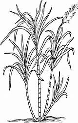 Coloring Page sugarcane  Free Printables Img 16024 sketch template
