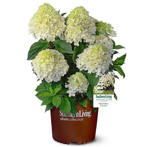 SOUTHERN LIVING 2 Gal. White Wedding Hydrangea Shrub with Pillow-Like White Blooms 14458 - The ...