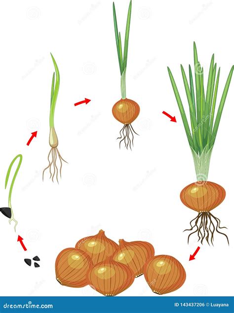 Onion Plant Growing Stages From Seeds To Ripe Onion - Two Year Cycle Development Of Onion - Set ...