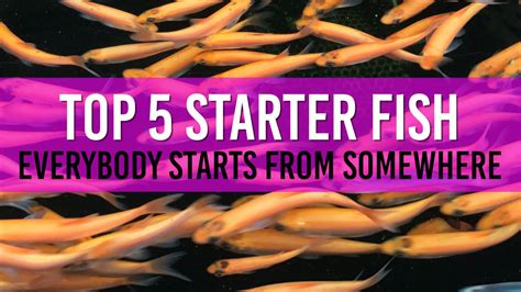 The Top 5 Pond Fish Breeds for Beginner Pond Owners