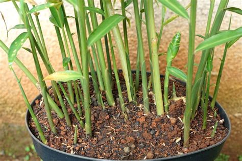 You Can Take Cuttings From Existing Ginger Plants To Grow More - Just Follow These Steps ...