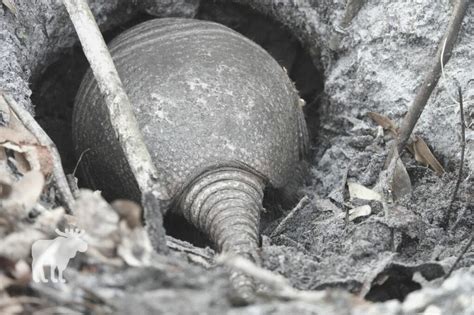 How To Find An Armadillo Burrow? — Forest Wildlife