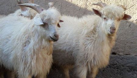 Cashmere Goat – All About Goats