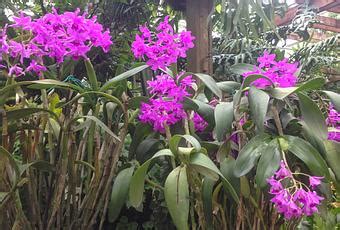 ATLANTA BOTANICAL GARDENS - Orchids, Orchids and More Orchids - Paperblog