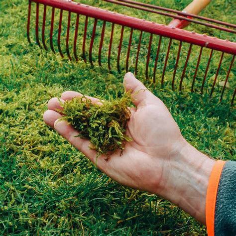 When to Put Moss Killer on UK Lawns? (Best Time to Apply)