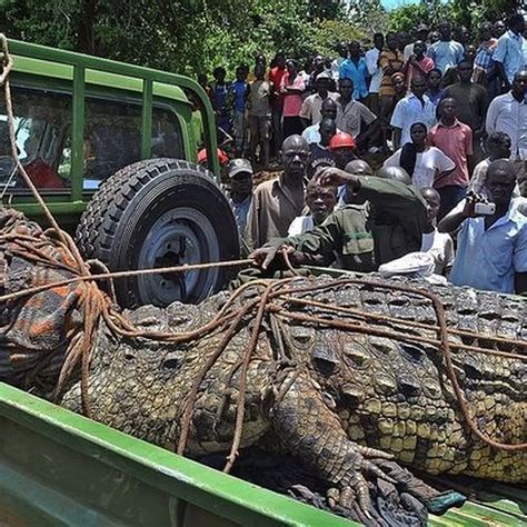 Unbelievable The Swaмp King of Africa – The Oldest and Biggest Crocs Eʋer Recorded – Homie Daily