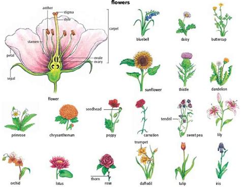 Flowers and Plants Vocabulary in English | 그림