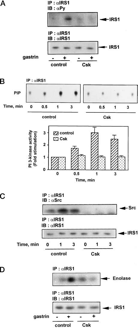 Involvement of Src-family tyrosine kinases in the IRS- 1/PI 3-kinase ...