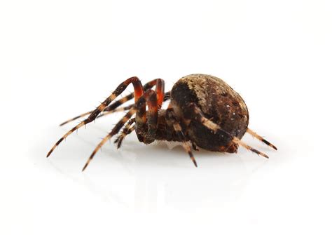 Orb Weaver Spiders | Atlanta Pest Control