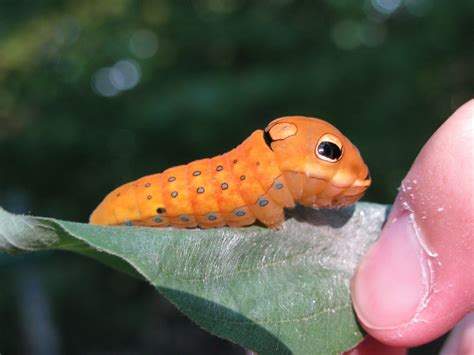 Caterpillar Blogger | Caterpillar, Beautiful butterflies, Grub worms