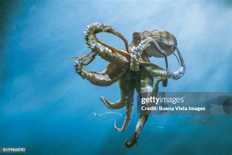 3,096 Octopus Underwater Stock Photos, High-Res Pictures, and Images - Getty Images