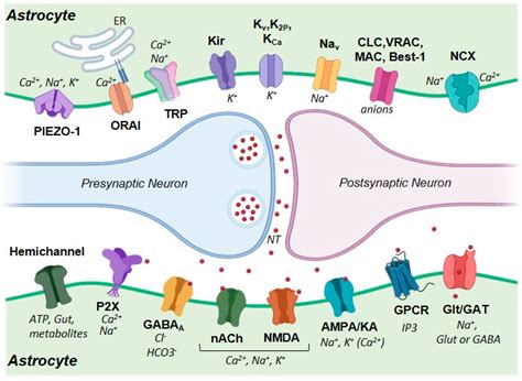 Life | Free Full-Text | Ion Channels and Ionotropic Receptors in ...