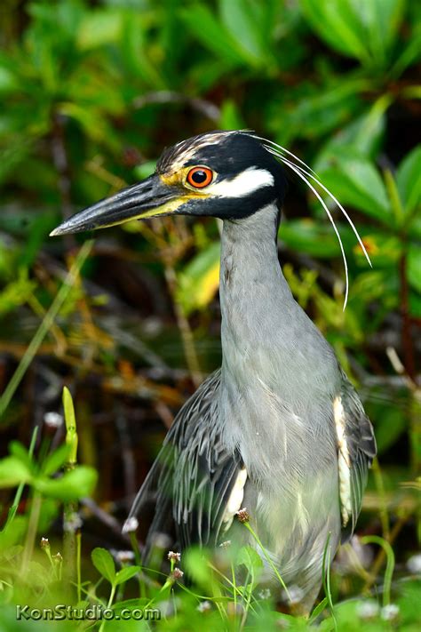 Wading Birds | Imagine Our Florida, Inc