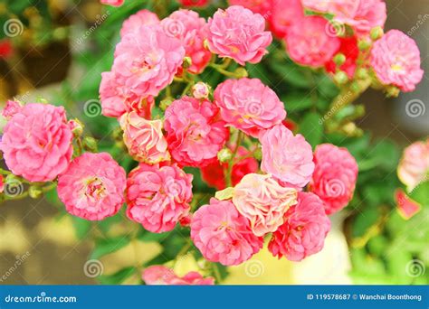 Red Roses are Symbols of Love. Stock Image - Image of floral, bouquet ...