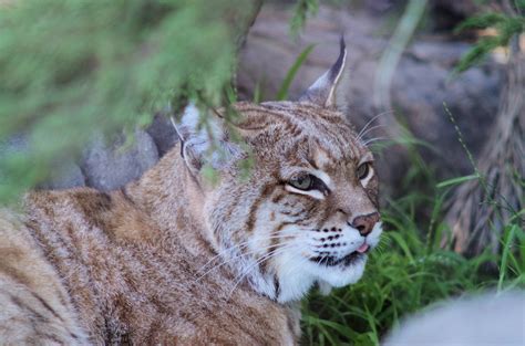 Definitive Guide To Bobcat Facts, Habitat, Conservation Status, Zoo ...