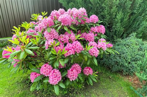 Rhododendron bush blooming with pink flowers. Studio Photo 4413610 Stock Photo at Vecteezy