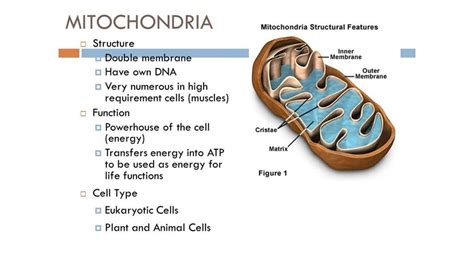 The mitochondrial structure and processes of cellular respiration - презентация онлайн